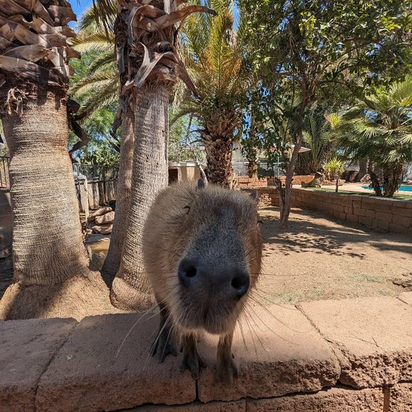 Meet your Posher, Joe - Picture 1 of 1